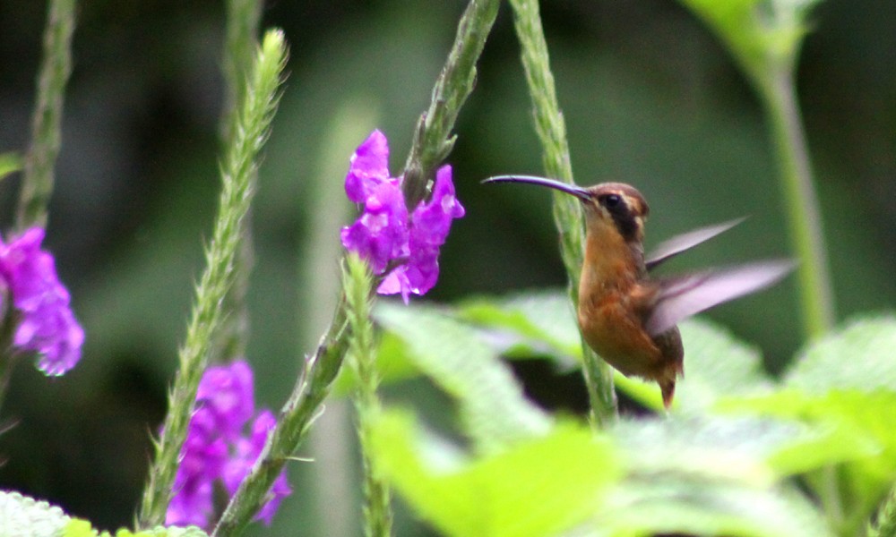 Gray-chinned Hermit - Corey Finger