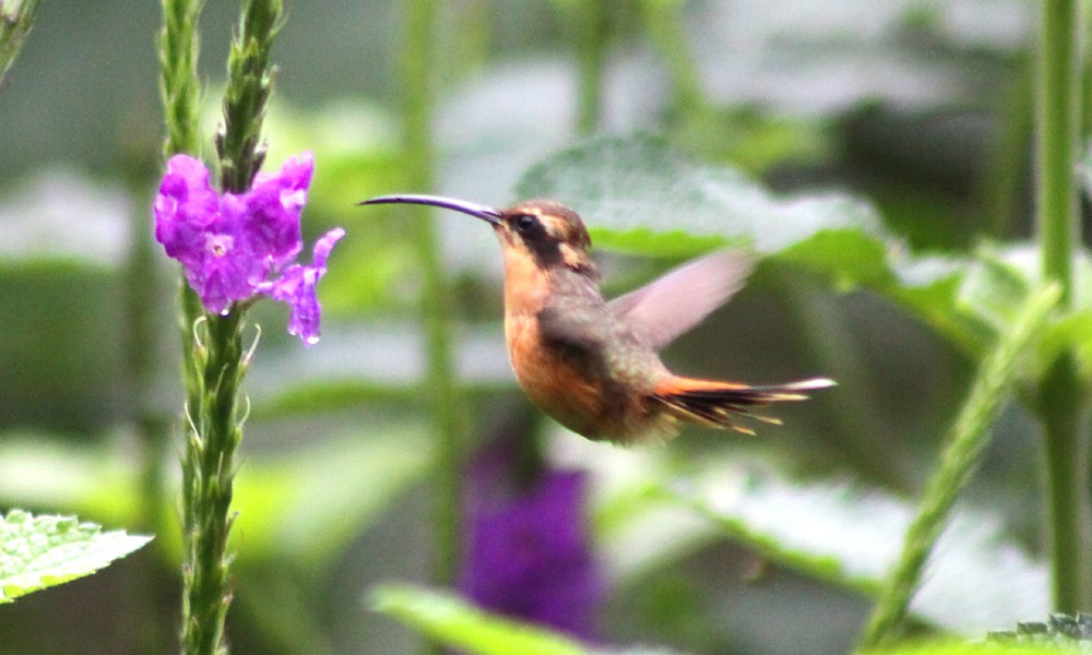 Gray-chinned Hermit - ML37846791