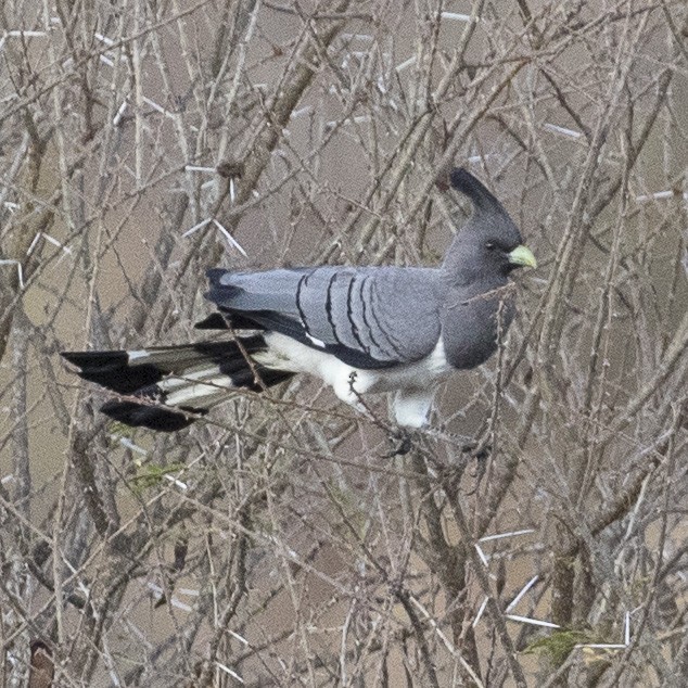 Turaco Ventriblanco - ML378468591