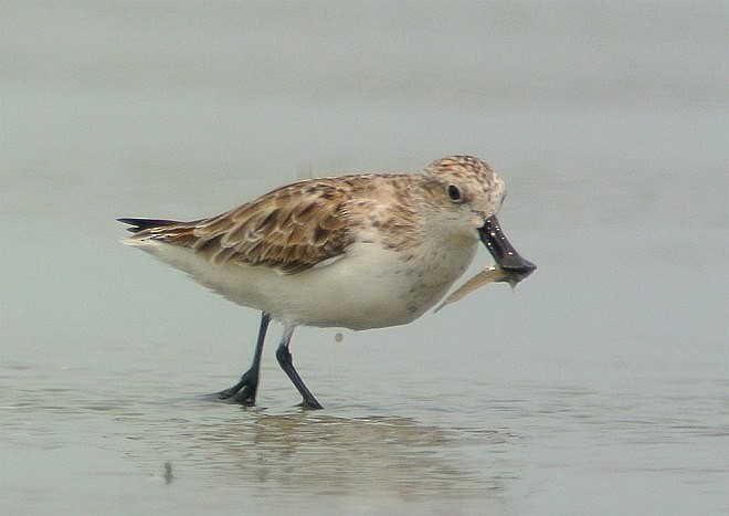 Spoon-billed Sandpiper - Jonathan Martinez