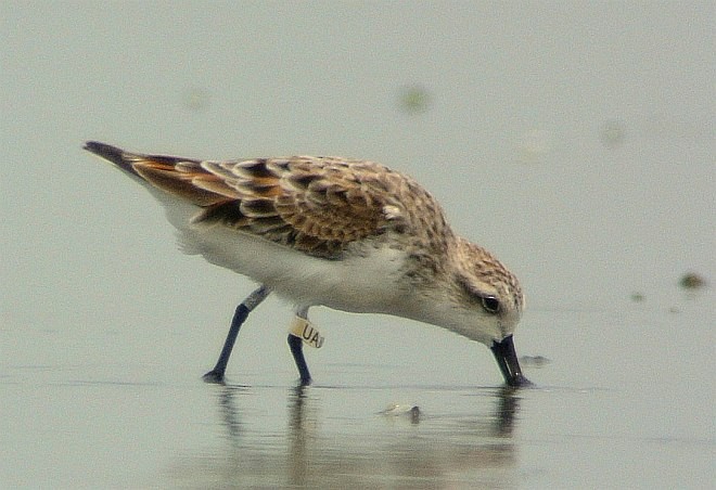 Spoon-billed Sandpiper - Jonathan Martinez