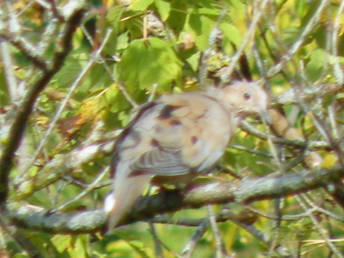 Mourning Dove - Keith Winfree