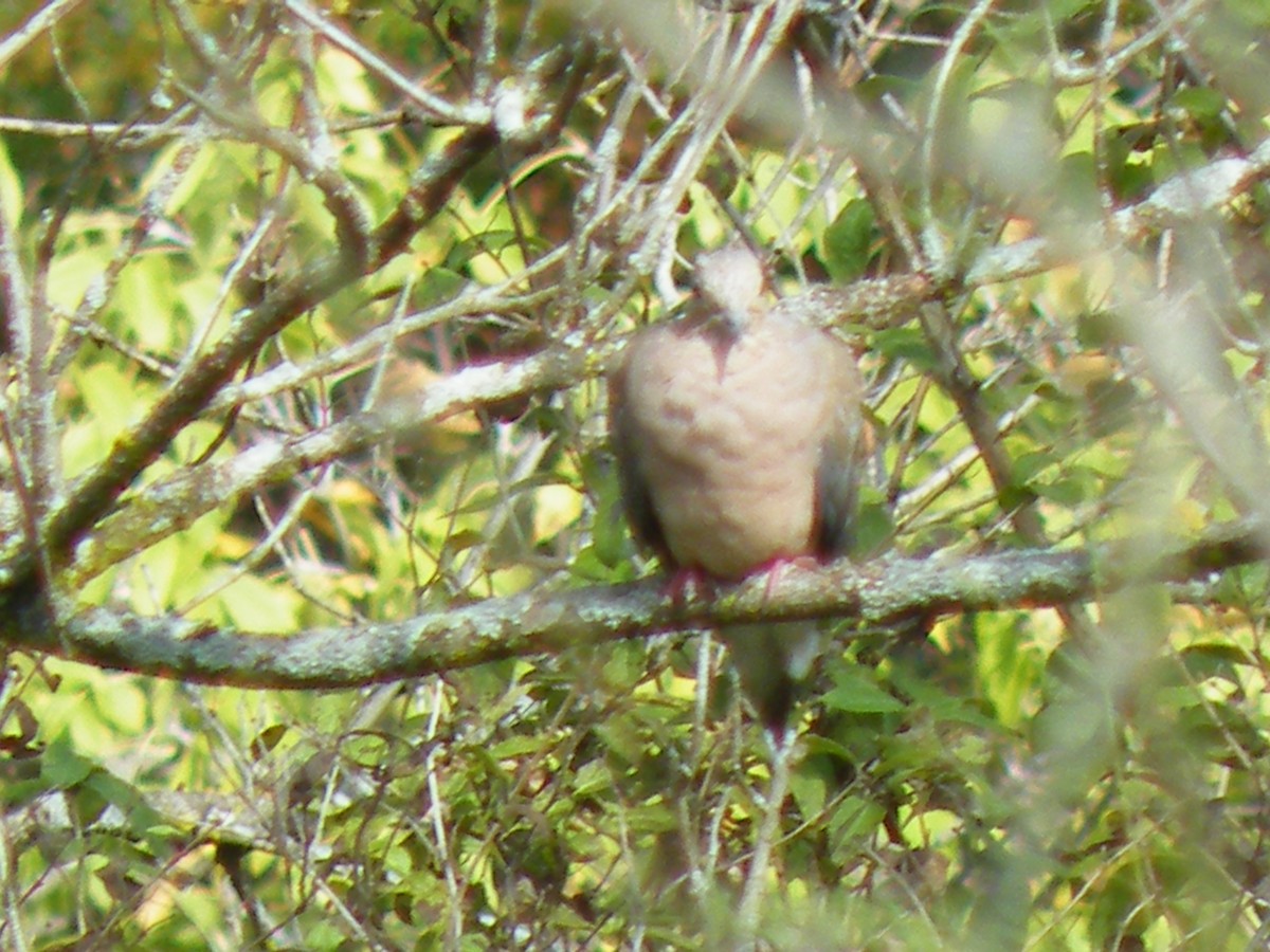 Mourning Dove - ML378469811