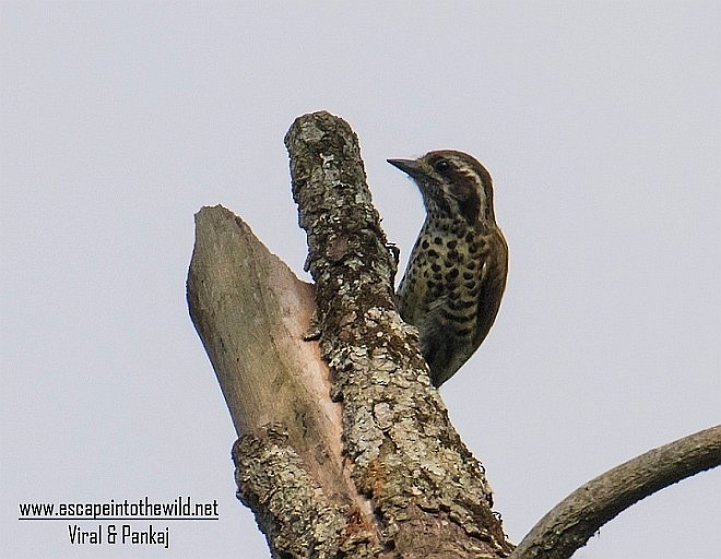 Speckled Piculet - ML378469831