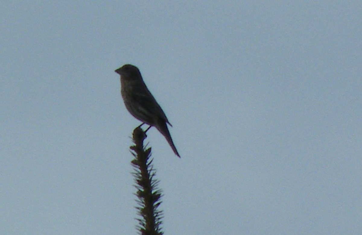 House Finch - Keith Winfree