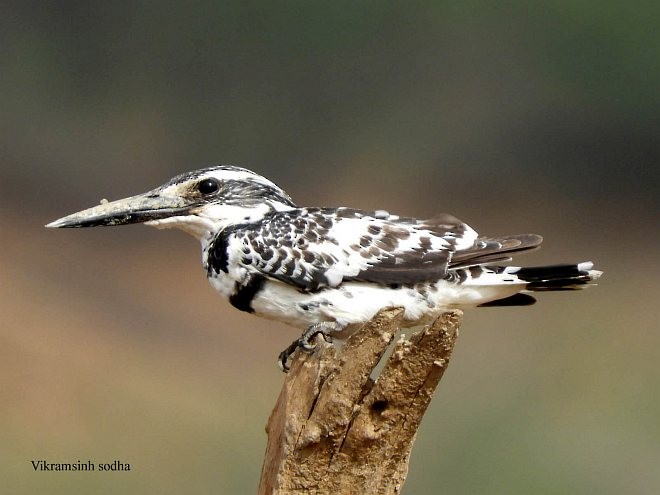 Pied Kingfisher - ML378470661