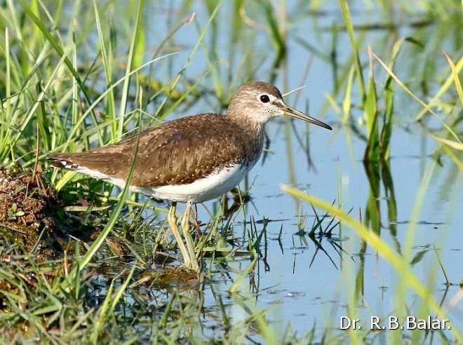 Green Sandpiper - ML378471581