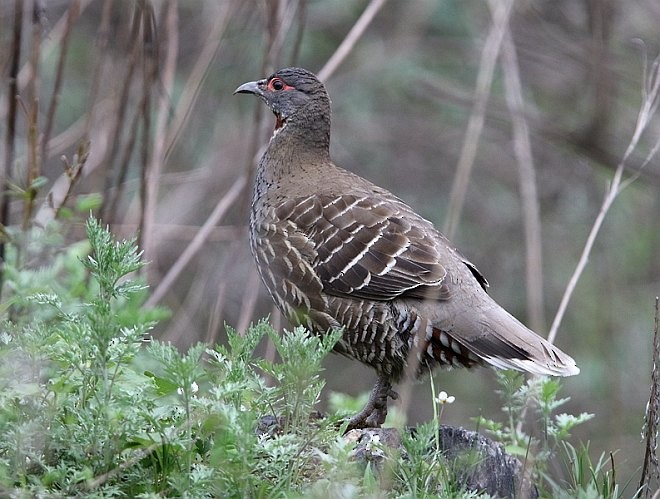 Chestnut-throated Monal-Partridge - ML378471901