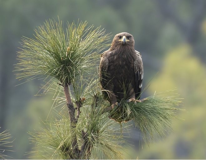 Steppe Eagle - ML378472181