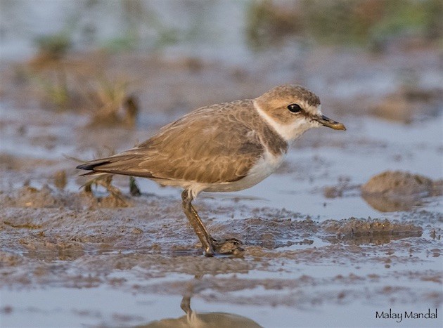 Kentish Plover - ML378472231