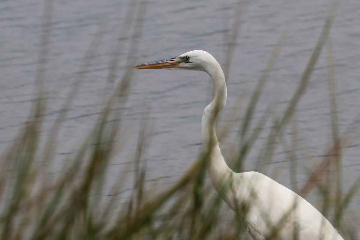 Great Blue Heron (Great White) - ML378472641
