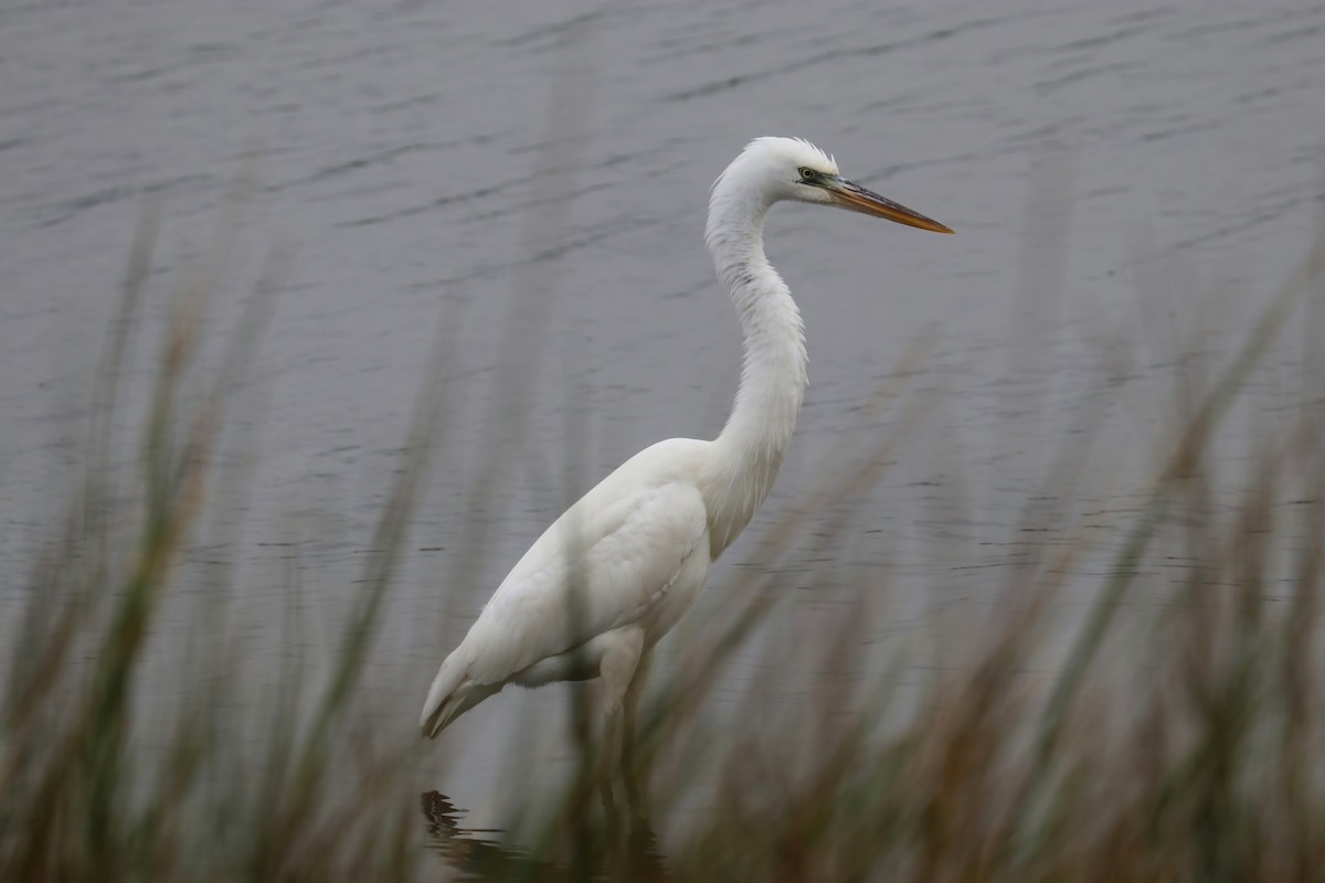 Great Blue Heron (Great White) - ML378472661