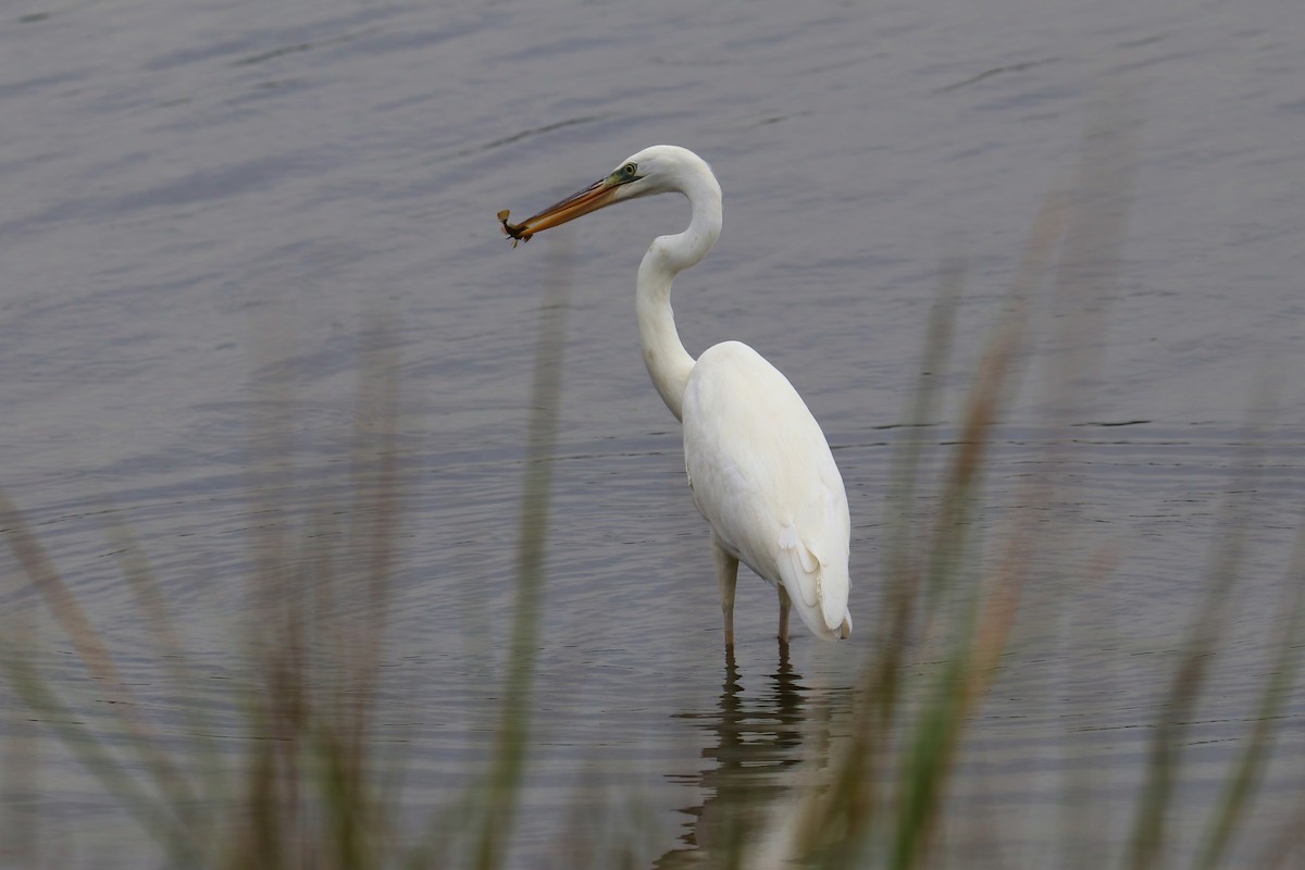 Great Blue Heron (Great White) - ML378472671