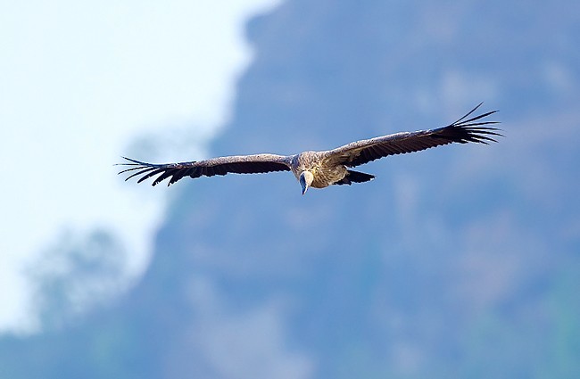 Indian Vulture - ML378472681