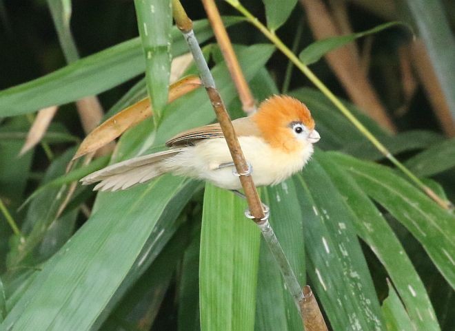 Pale-billed Parrotbill - ML378472801