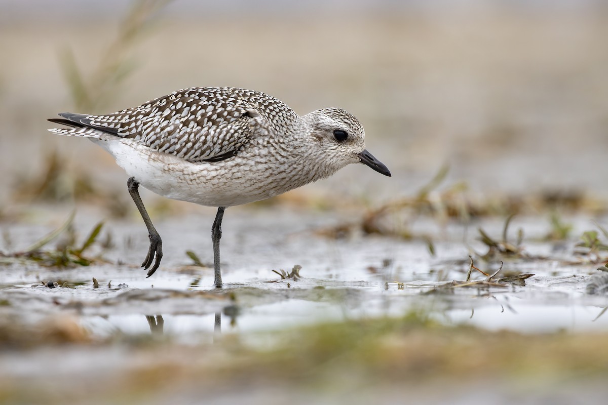 Black-bellied Plover - Frédérick Lelièvre