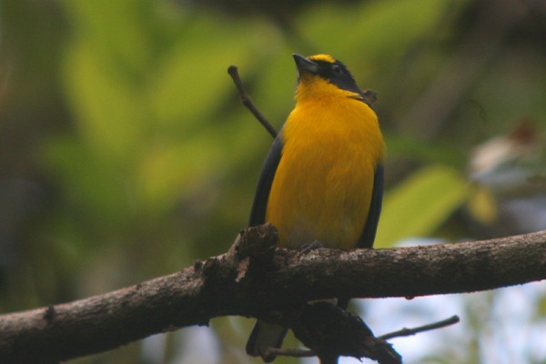 Yellow-throated Euphonia - ML37847361