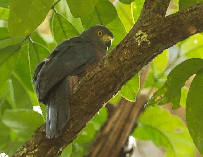 Moluccan Goshawk - ML378473621