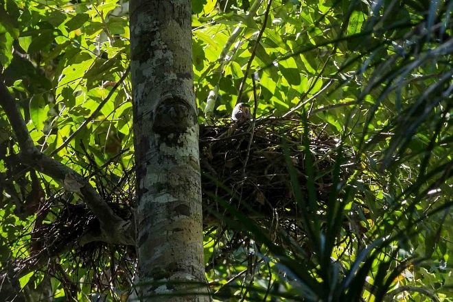 Moluccan Goshawk - ML378473631