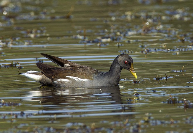 Gallinule poule-d'eau - ML378473731