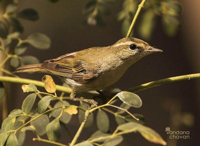 Greenish Warbler - ML378474821