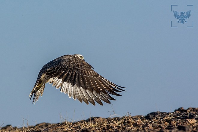 Saker Falcon - ML378475301
