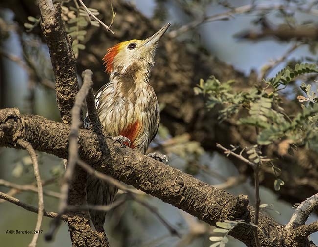 Yellow-crowned Woodpecker - Arijit Banerjee