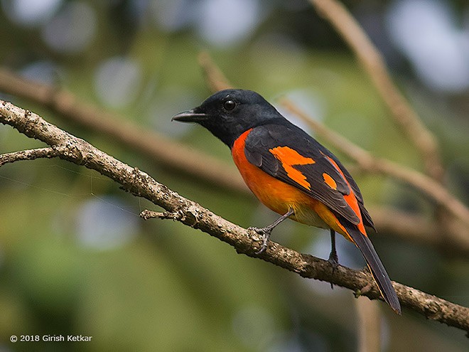 Grand Minivet - ML378476551