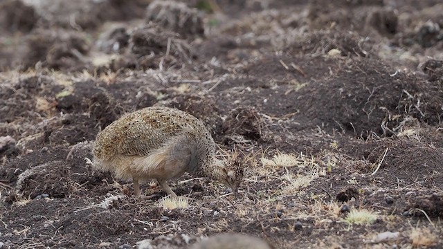 Ornate Tinamou - ML378476661
