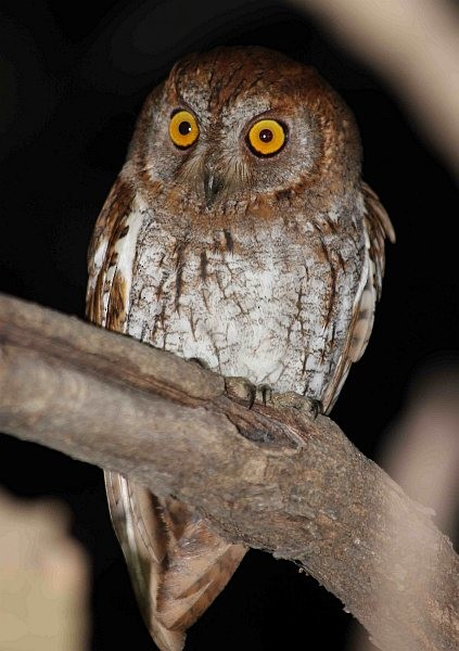 Oriental Scops-Owl (Oriental) - ML378476791