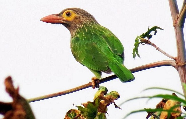 Kahverengi Başlı Barbet - ML378477181