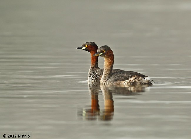 dvergdykker (ruficollis gr.) - ML378477421