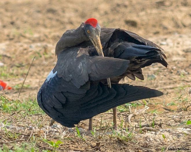 ibis bradavičnatý - ML378477581