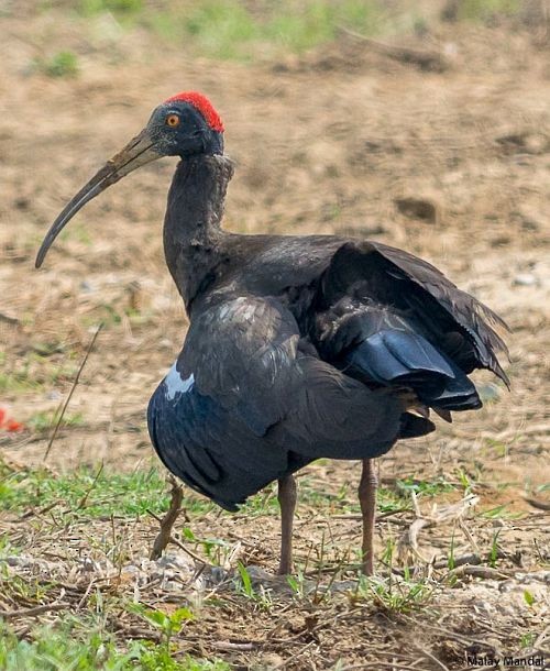 ibis bradavičnatý - ML378477651