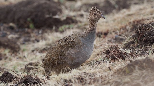 Ornate Tinamou - ML378477721