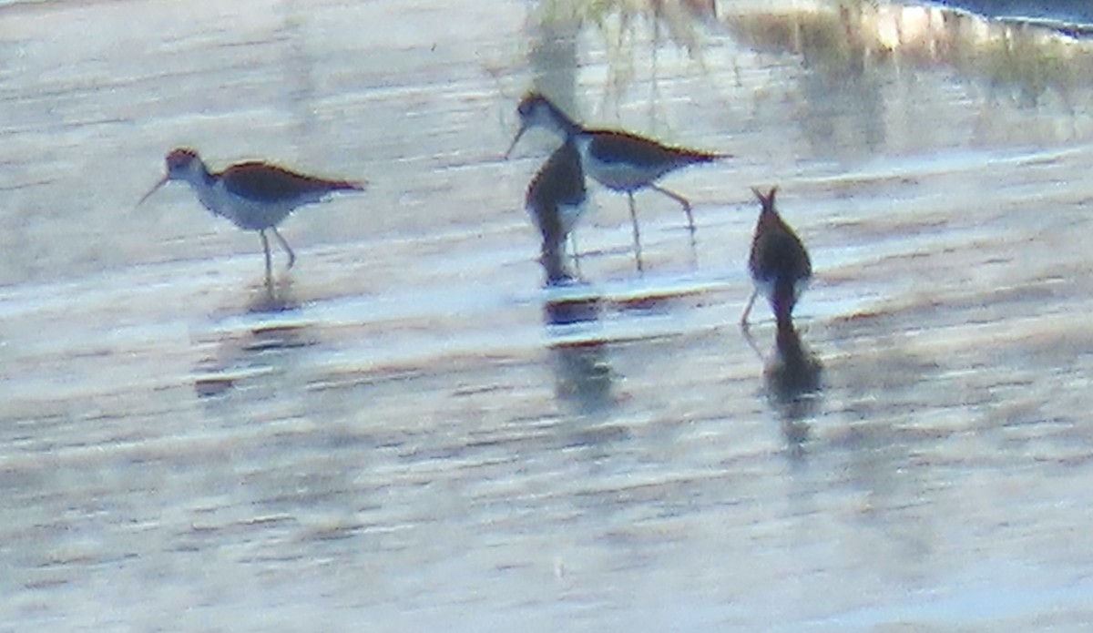 Black-necked Stilt - ML378478141