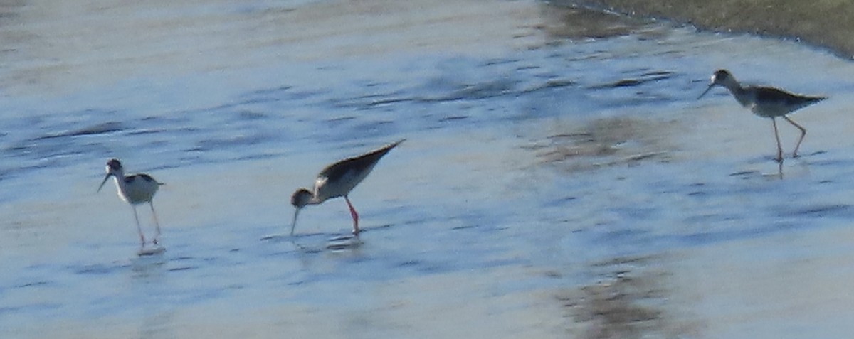 Black-necked Stilt - ML378478151