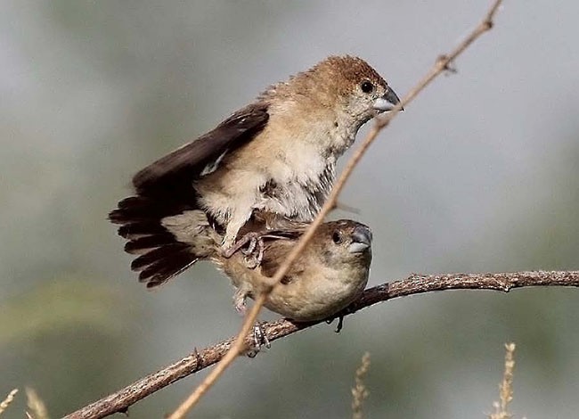 Indian Silverbill - ML378478341
