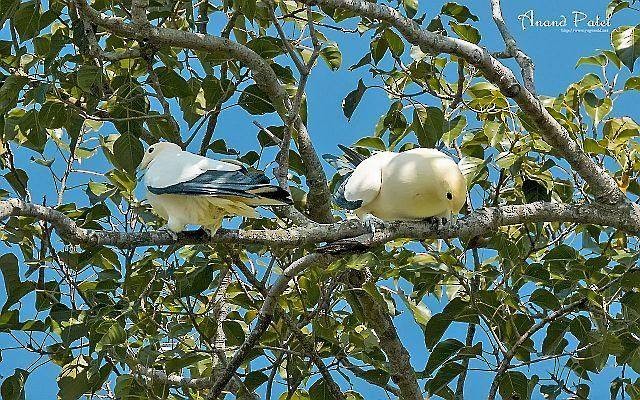 Pied Imperial-Pigeon - ML378478711