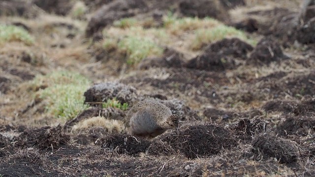Ornate Tinamou - ML378478881