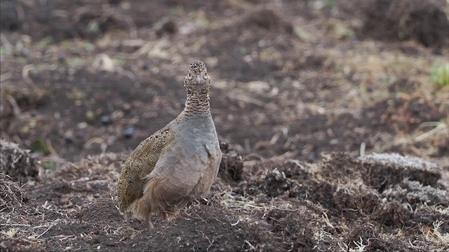 Ornate Tinamou - ML378478951