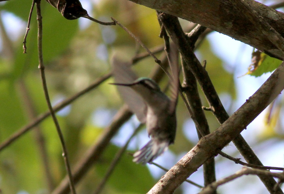 kolibřík venezuelský - ML37847921
