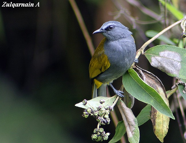 Gray-bellied Bulbul - Zulqarnain Assiddiqi