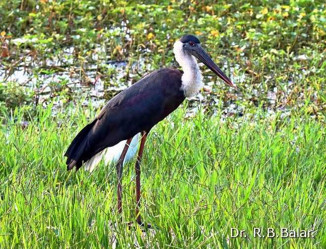 Asian Woolly-necked Stork - Dr. Raghavji Balar