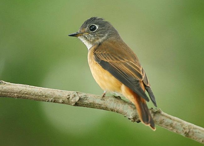 Ferruginous Flycatcher - ML378482021