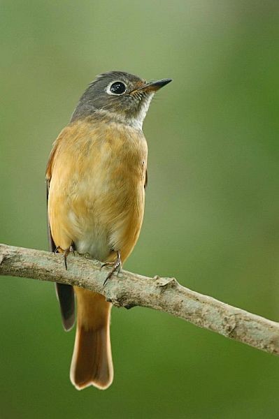 Ferruginous Flycatcher - ML378482041