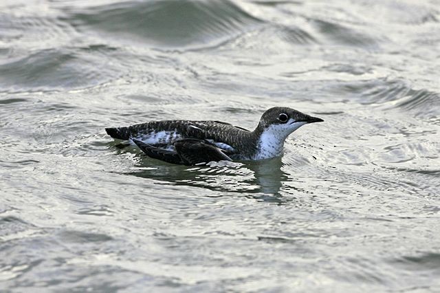 Long-billed Murrelet - ML378482081