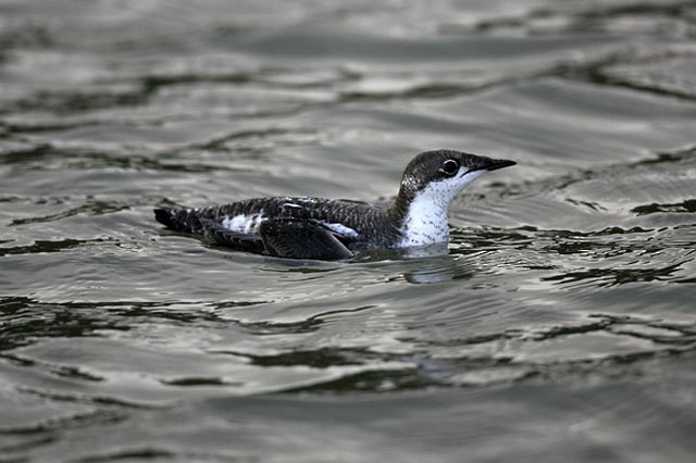 Long-billed Murrelet - ML378482091