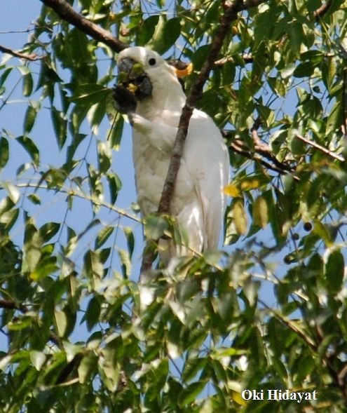 Citron-crested Cockatoo - ML378482341