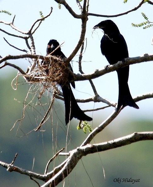 Wallacean Drongo (Sumba) - ML378482371